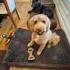 One of our favorite dog beds