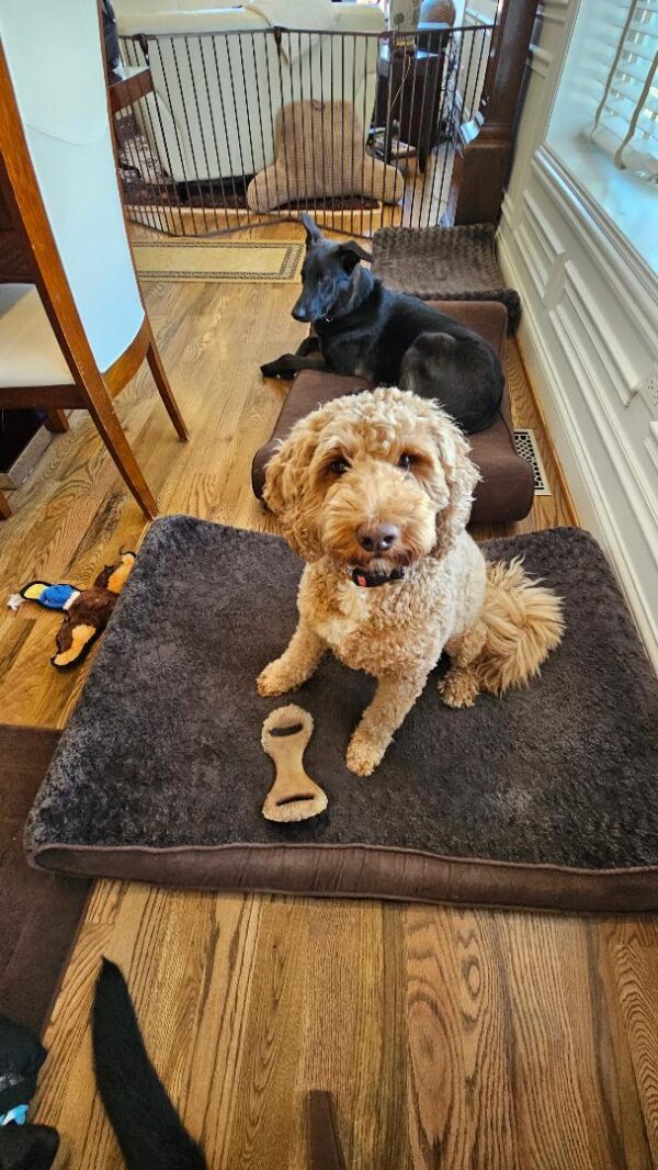One of our favorite dog beds