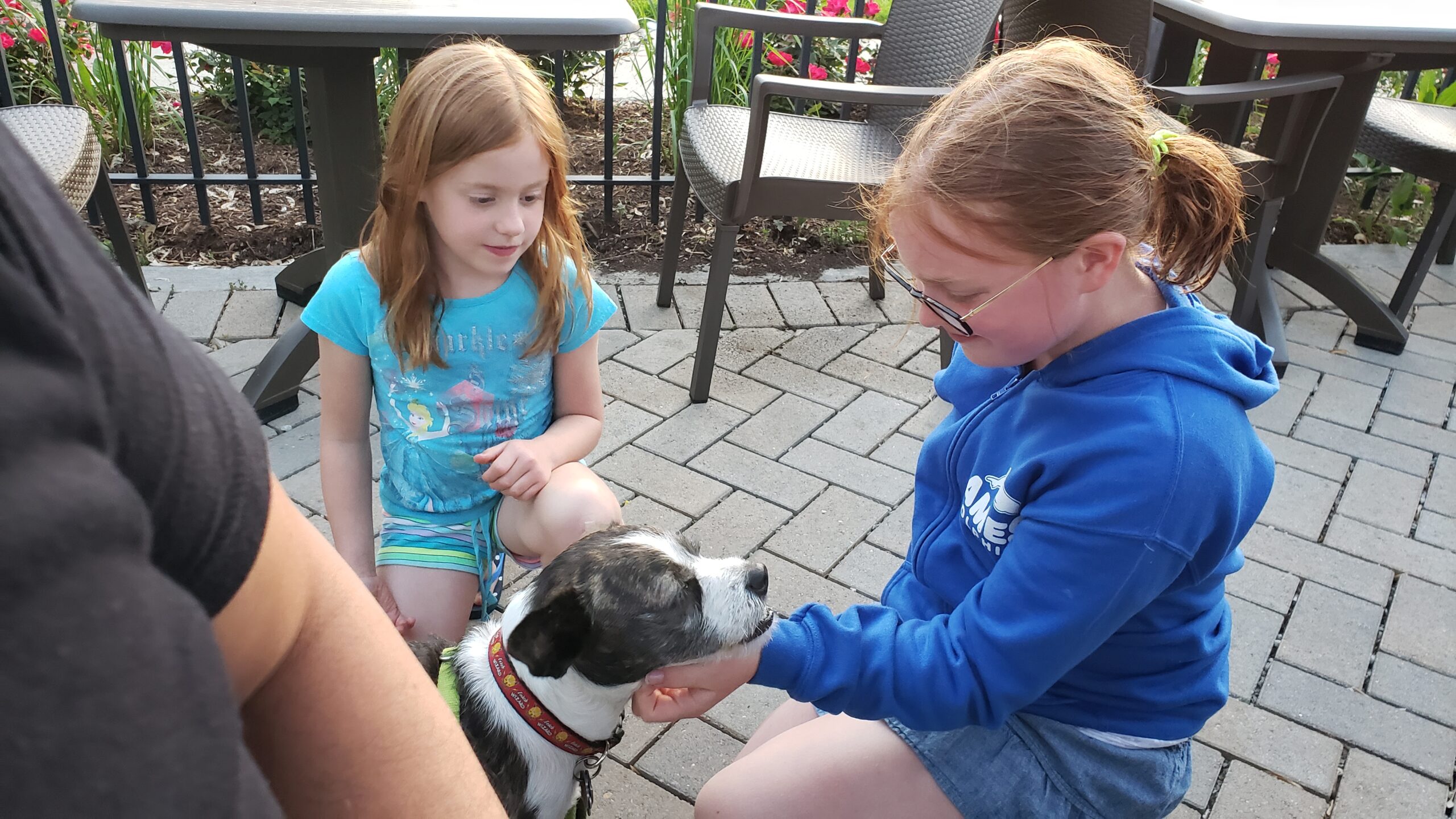 Two young girls kneeling respectfully to pet a calm dog under the chin during a socialization exercise
