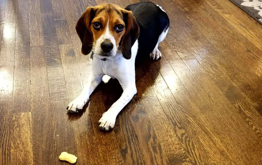 An 8-week-old puppy learning to stay and focus during a gentle training session at home
