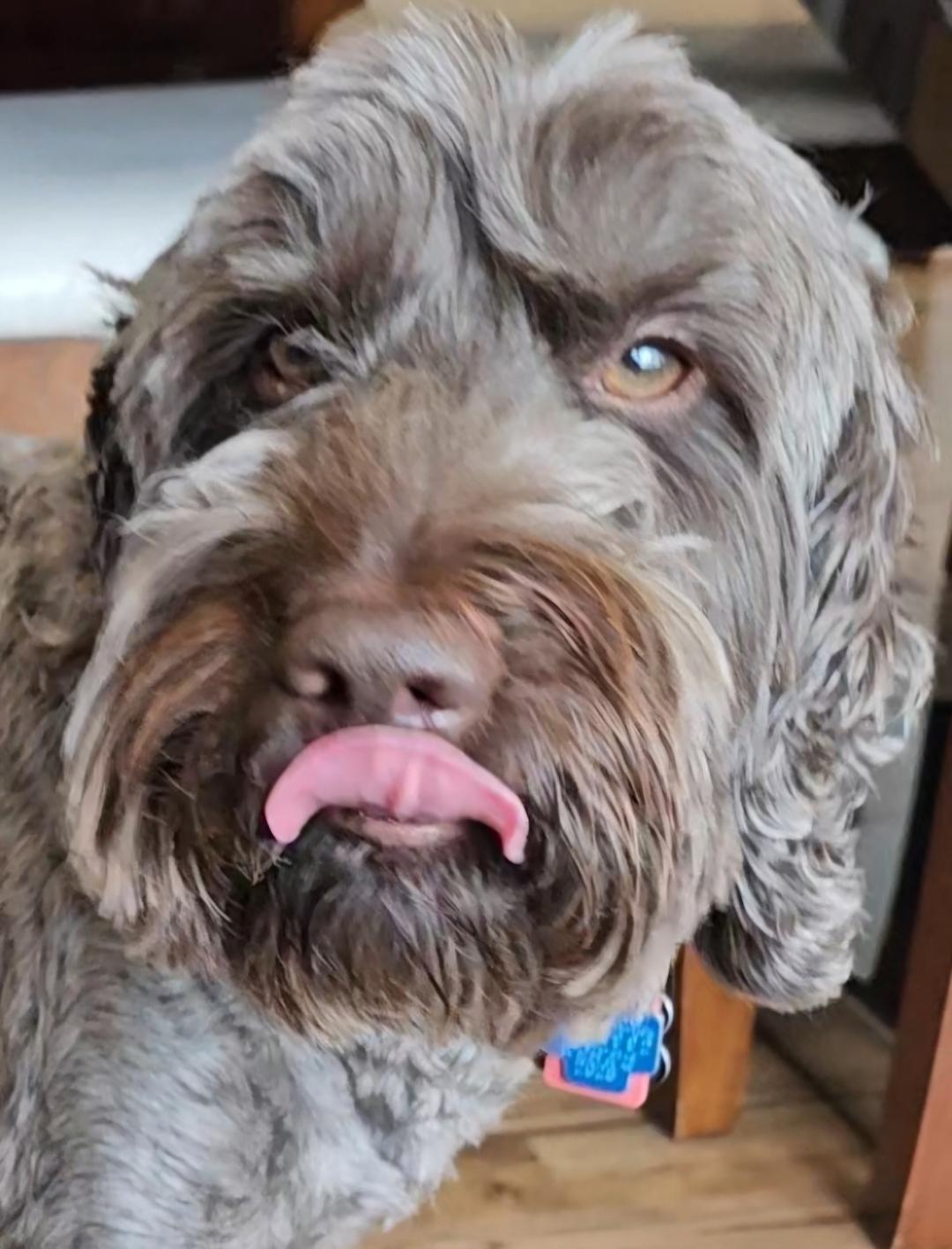 What Lip Licking and Yawning Really Mean: Understanding Canine Calming Signals
