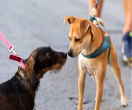 Two dogs calmly greeting each other on loose leashes during an on-leash introduction