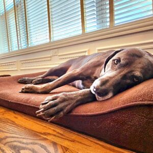 Furhaven Orthopedic Dog Bed in use at our daycare, providing comfort and support for large and small dogs alike.
