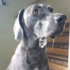 Dog training treats being used as a reward for sit command