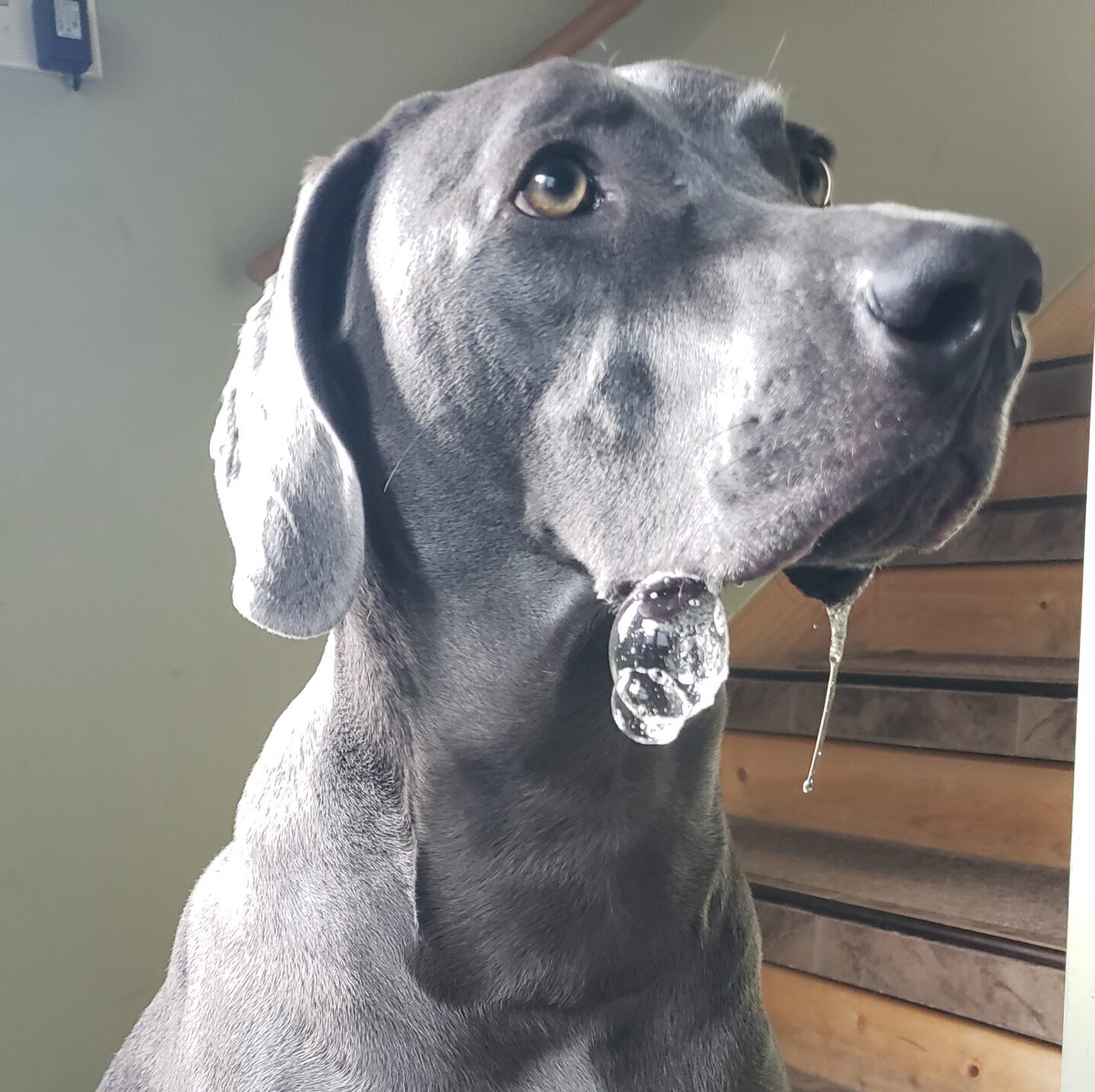 Dog Training Treats: Why They’re Essential, Not Bribes