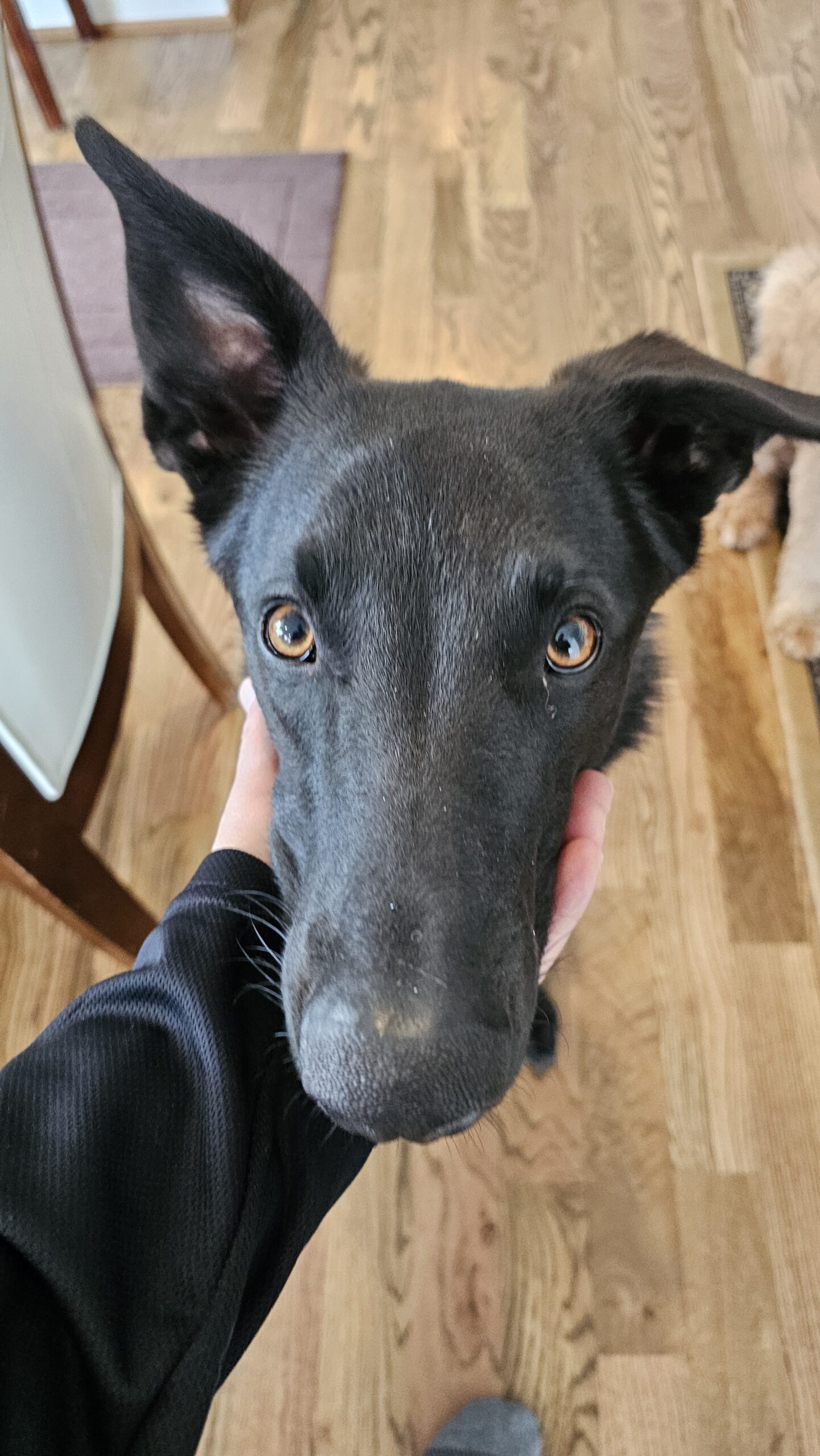 Raising a Puppy That’s Vet-Ready and Kid-Friendly
