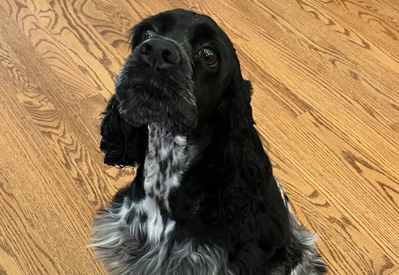 Otis
