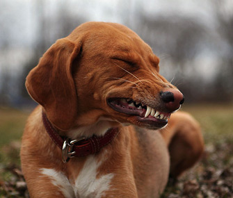 This is a submissive grin not a smile