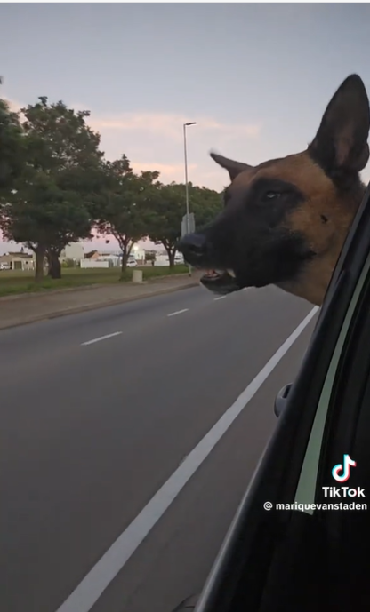 Malinois lunging at a passing car due to prey drive.