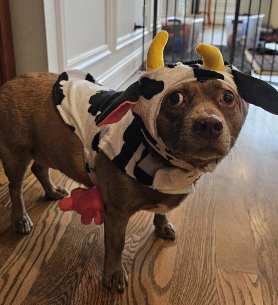 Brown dog wearing a cow costume with yellow horns standing on a hardwood floor.