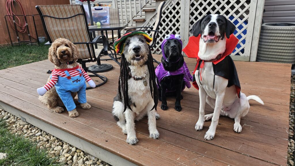 Curlee is a natural Chucky, but sweet