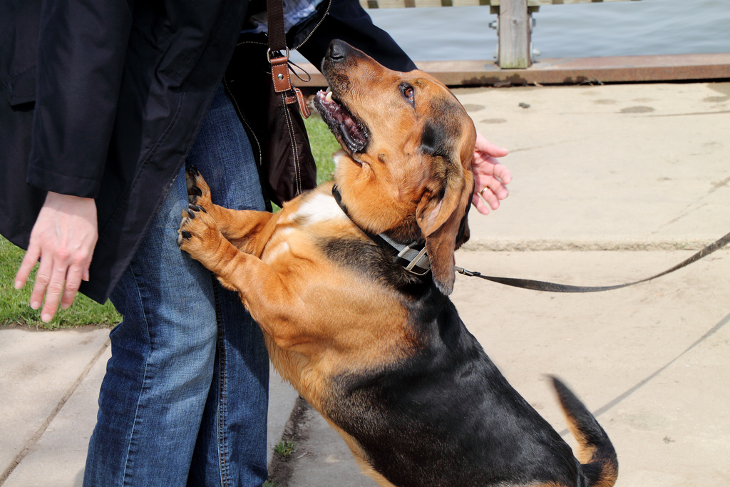 Person reaching toward a jumping dog, unintentionally reinforcing the jumping behavior with attention.