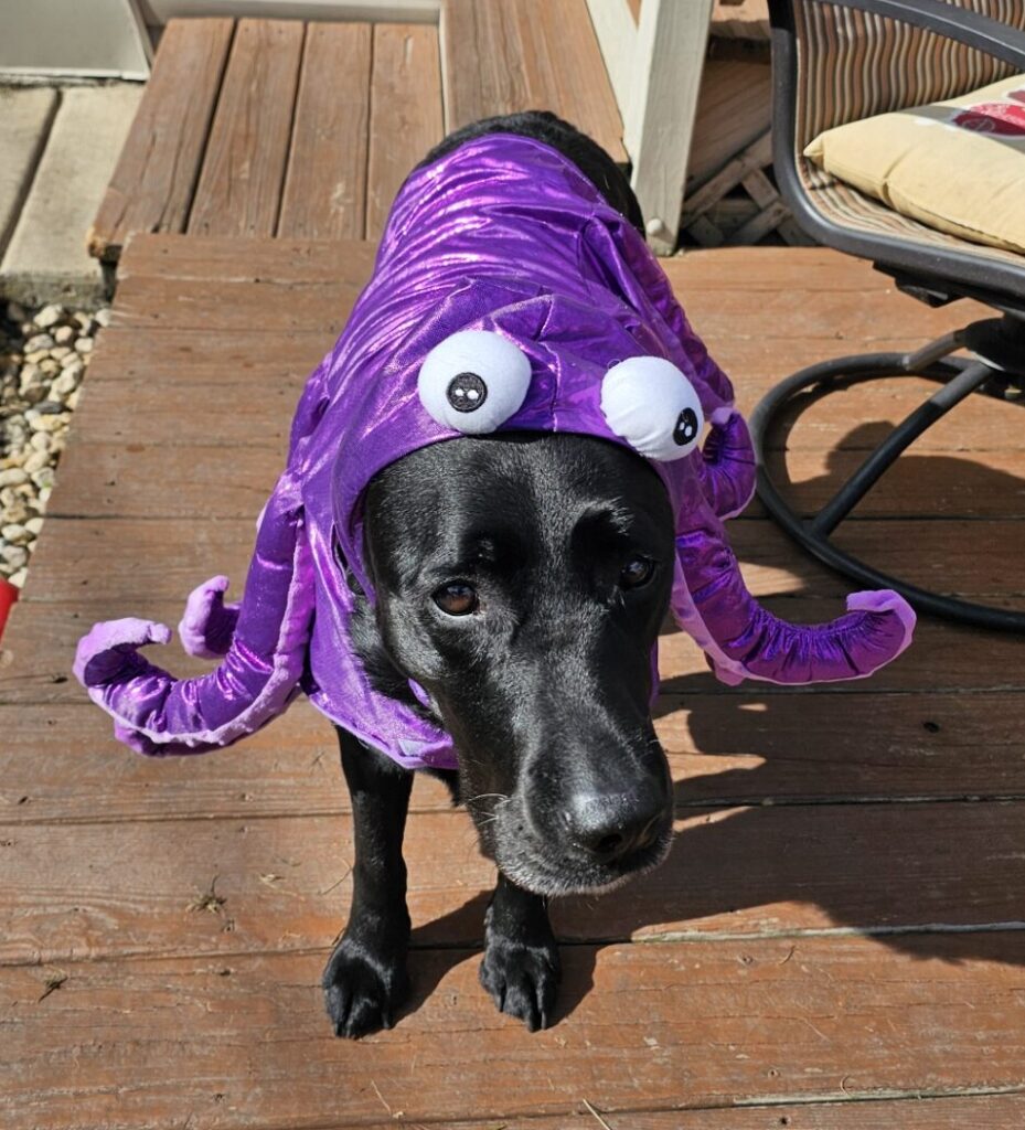 Dolly wearing a purple octopus costume!