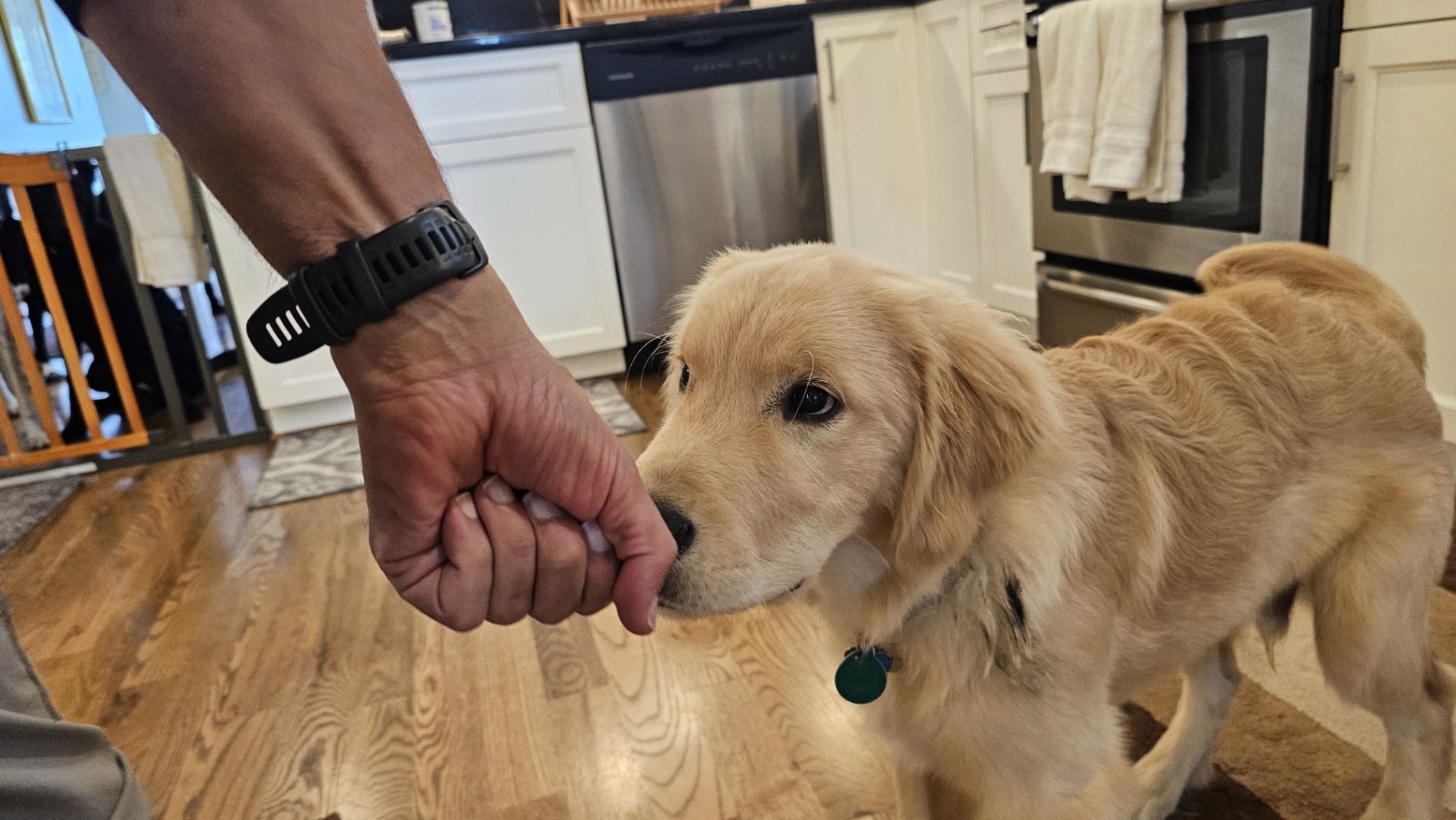 Dog touching owner’s hand with nose during hand target recall training.