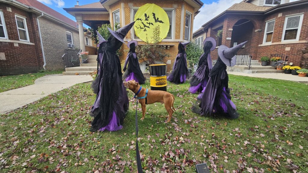 Kobe standing in a yard surrounded by witches.