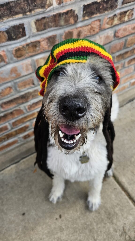 Brown dog wearing a cow costume with yellow horns standing on a hardwood floor.
