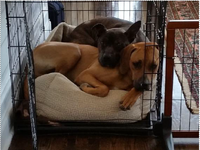 2 Dog resting comfortably in a cozy crate after playtime.