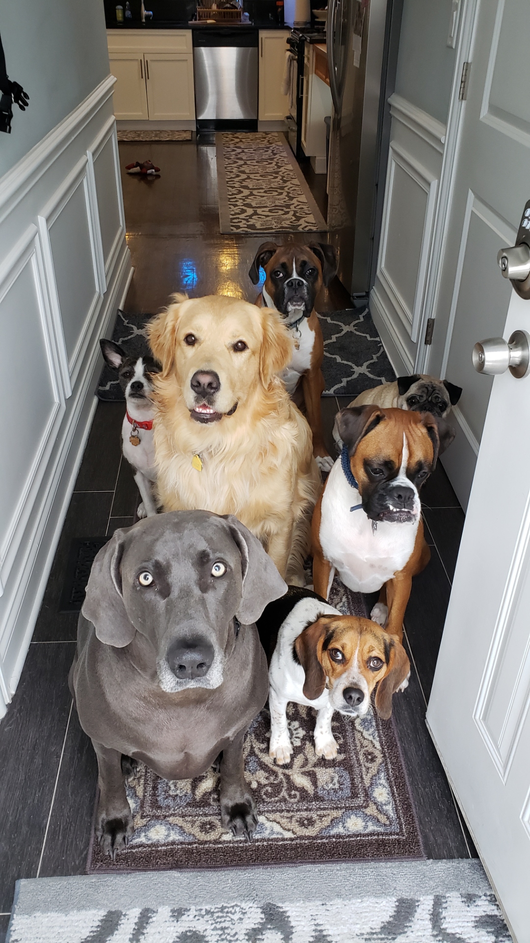 Dogs sitting calmly at an open door during threshold training