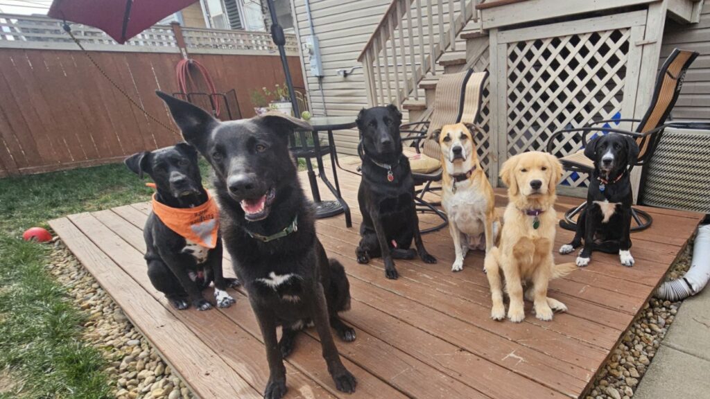 Multiple dogs calmly sitting together after structured training and socialization work