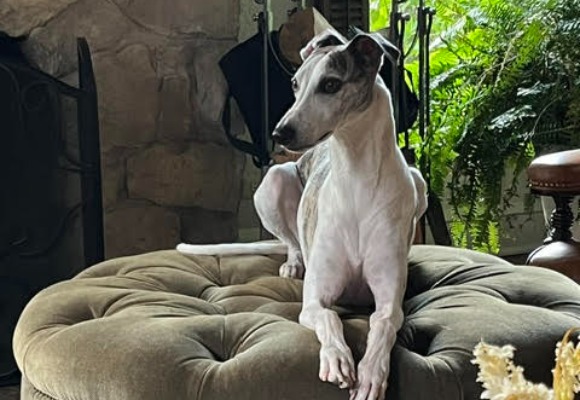 Gus