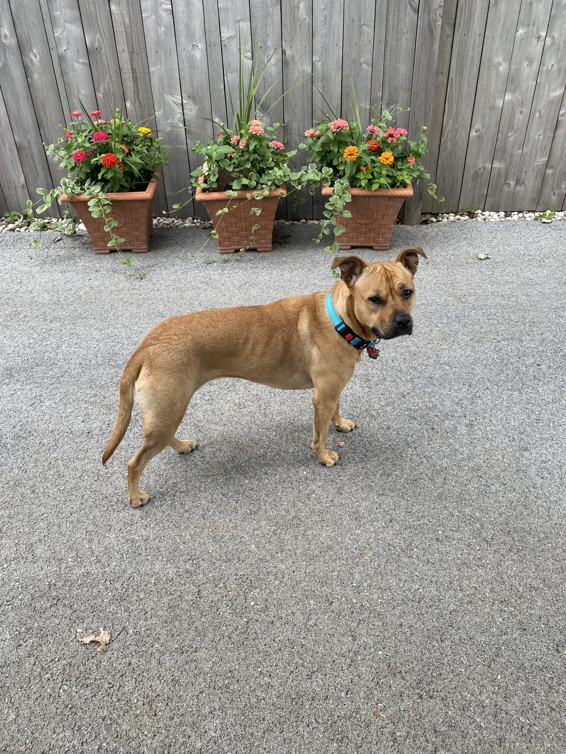 Remi