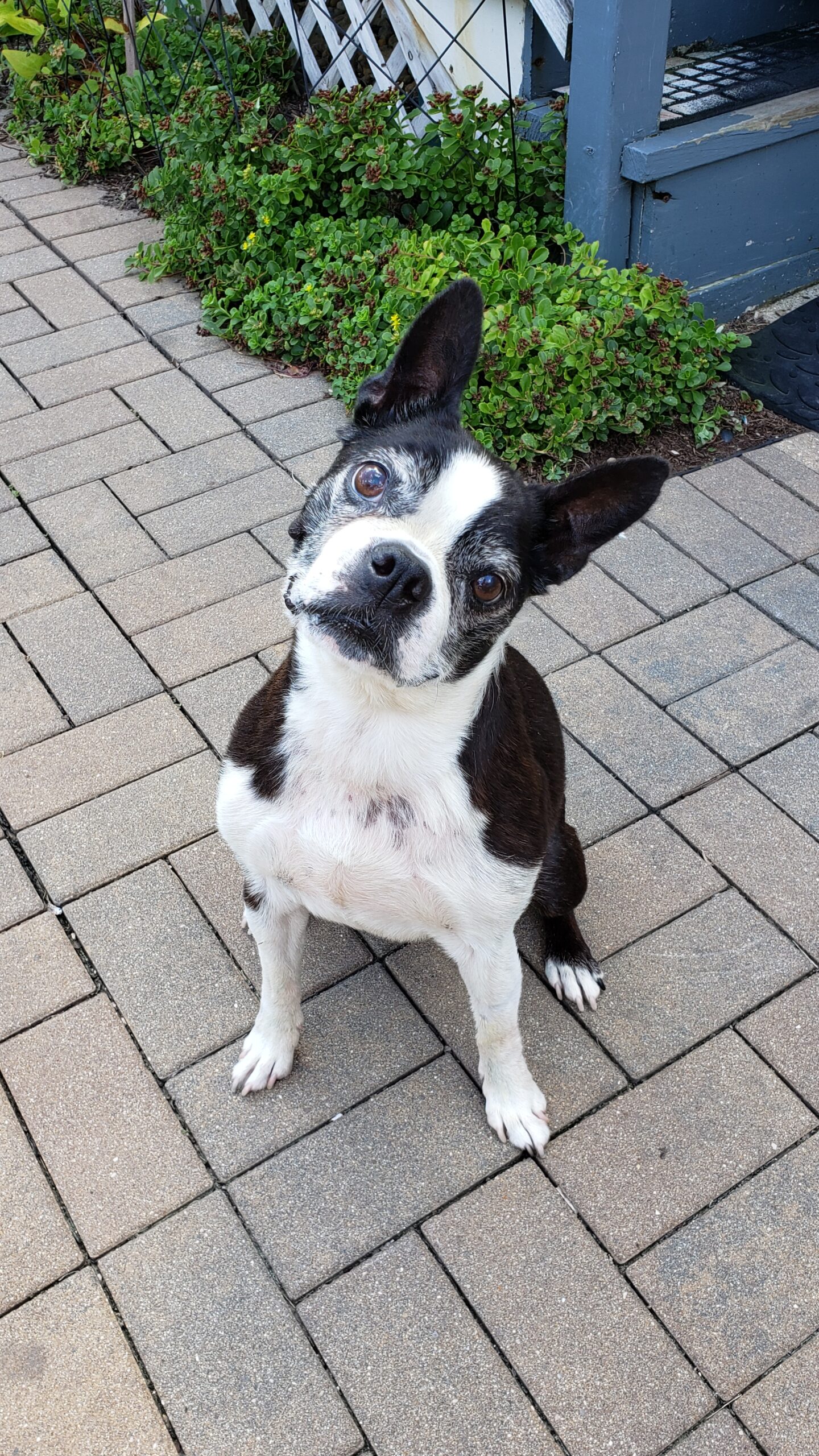 Black-and-white Boston Terrier tilting her head inquisitively while sitting on a stone patio.